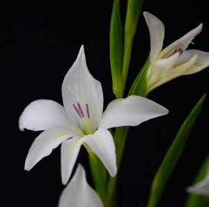 Gladiolus colvillei albus (10)